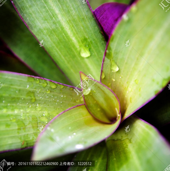 植物的細節(jié)