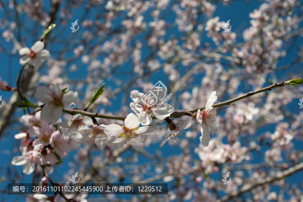 杏仁花