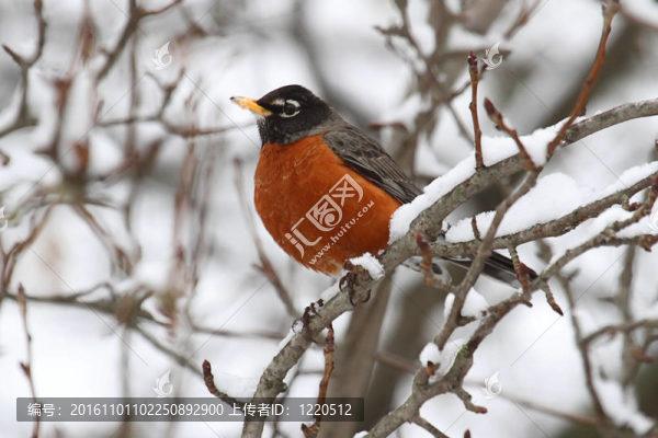 美洲知更鳥（Turdus,migratorius）