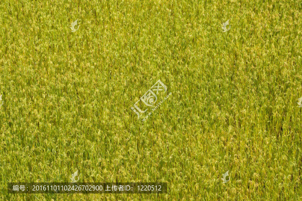 稻田背景