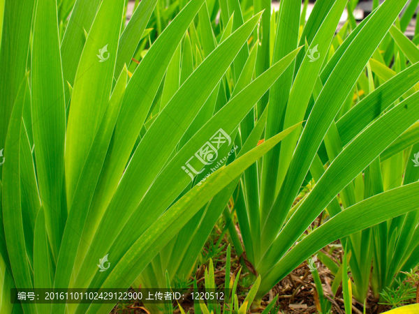 春季鮮綠草-匯圖網(wǎng) www.fosd68.com 春季鮮綠草