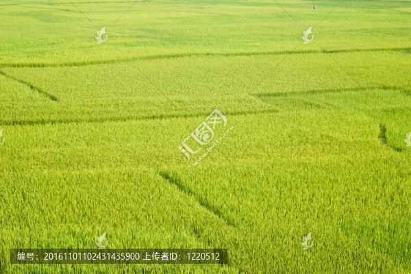 稻田