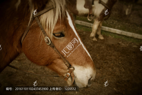 馬的頭
