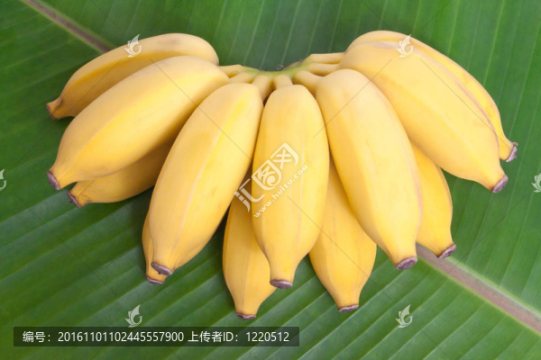 一串香蕉
