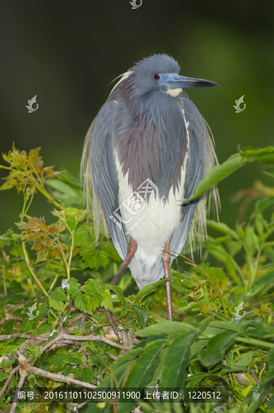 三色鷺；Egretta,tricolor