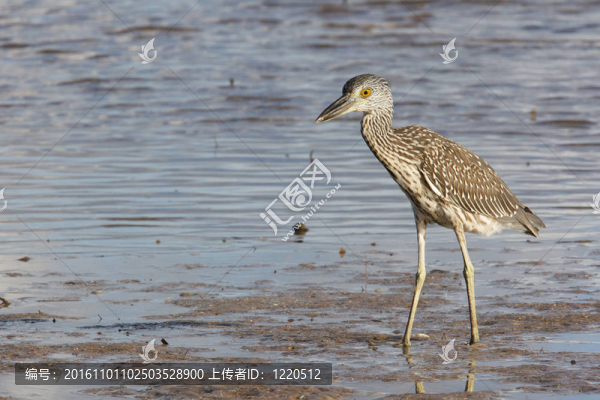 成人黃鷺；Nyctanassa,violacea