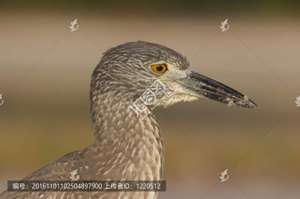 成人黃鷺；Nyctanassa,violacea