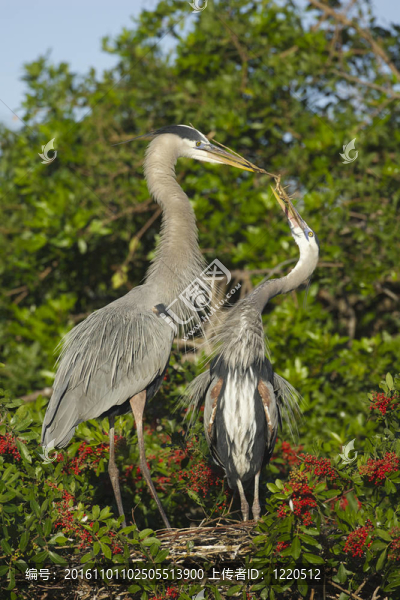 大藍鷺；Ardea,herodias