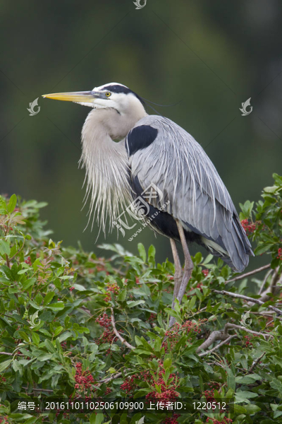 大藍(lán)鷺；Ardea,herodias