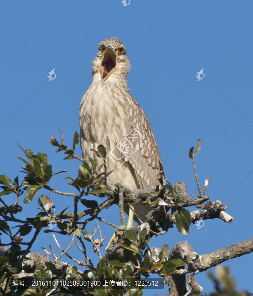 少年夜鷺；Nycticorax,nycticorax