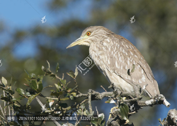 少年夜鷺；Nycticorax,nycticorax