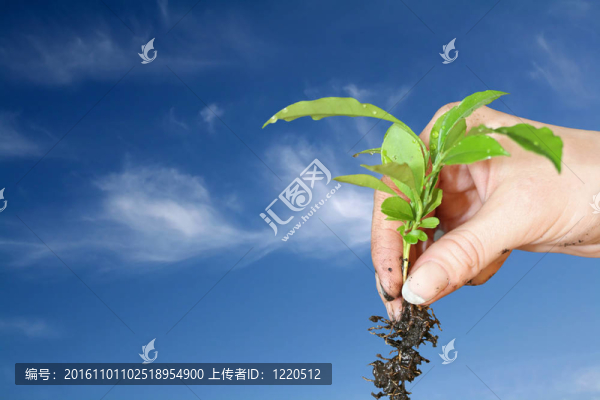 2植物的天空