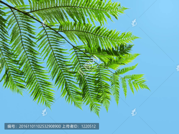 綠色的蕨類葉子在藍(lán)色的天空