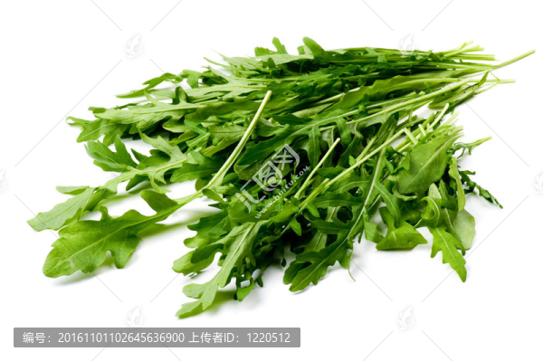芝麻菜