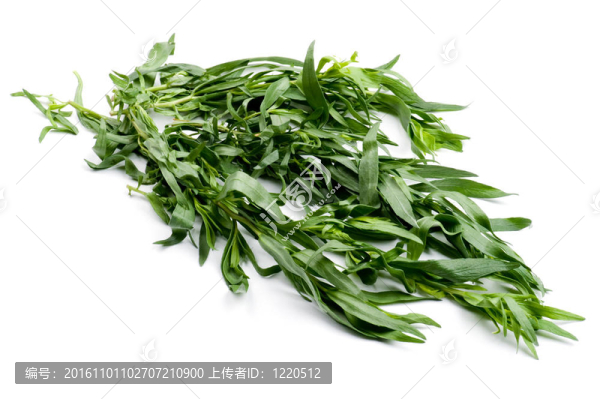 龍蒿特寫