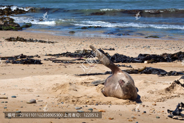 憤怒的海獅