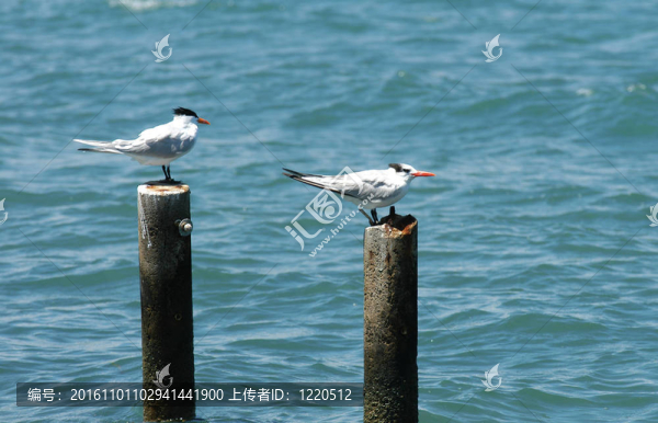 伯利茲；珀拉什奇亞；海中的兩極兩海鷗