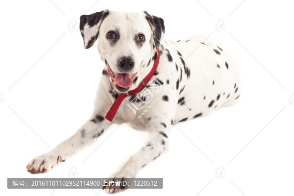 Dalmatian坐在