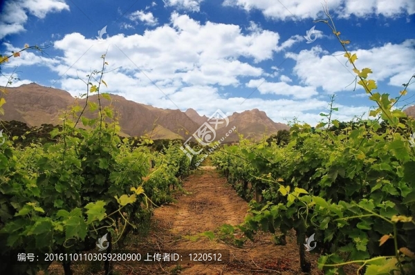 wineyard