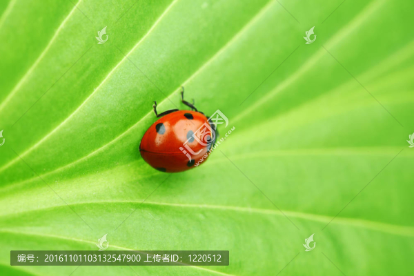 瓢蟲在葉