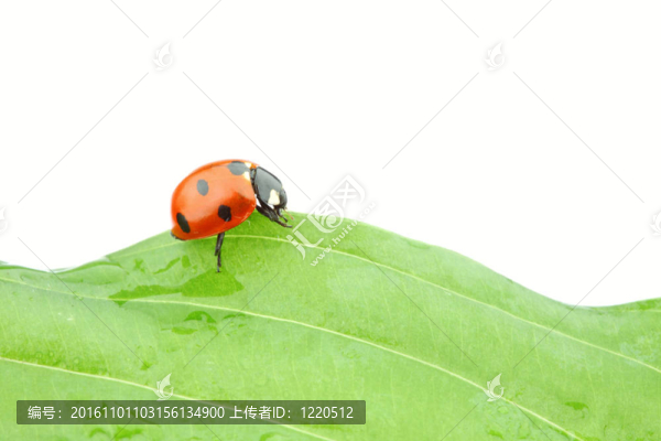 瓢蟲(chóng)在葉