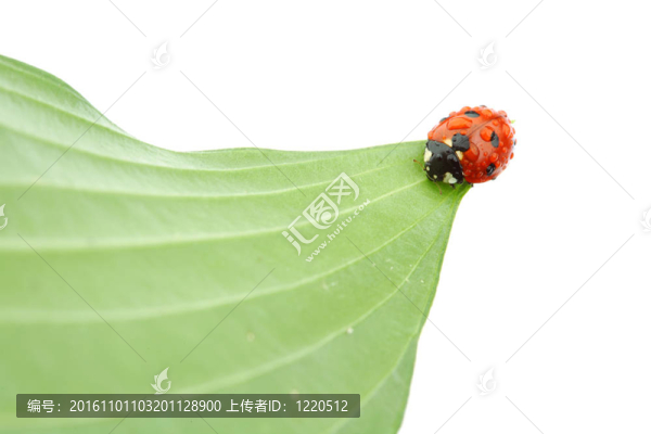瓢蟲在葉