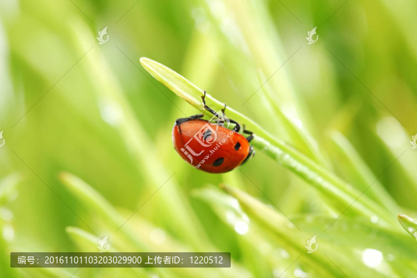 瓢蟲在草