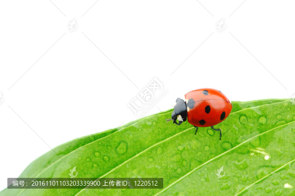 瓢蟲在葉