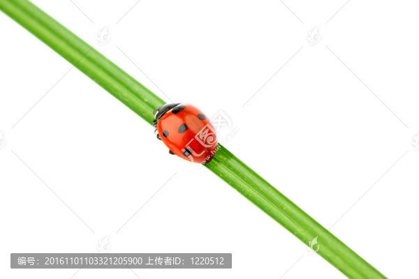 瓢蟲在草