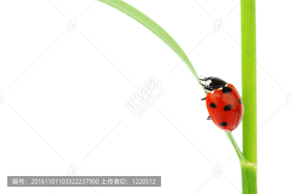 瓢蟲在草