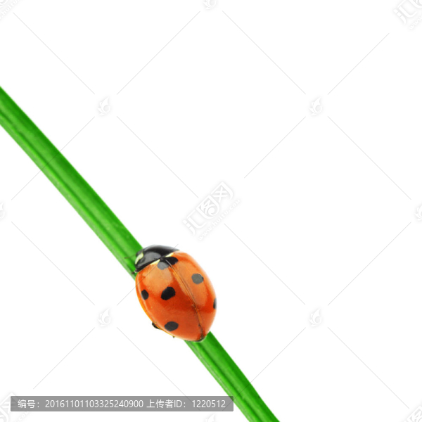 瓢蟲在草