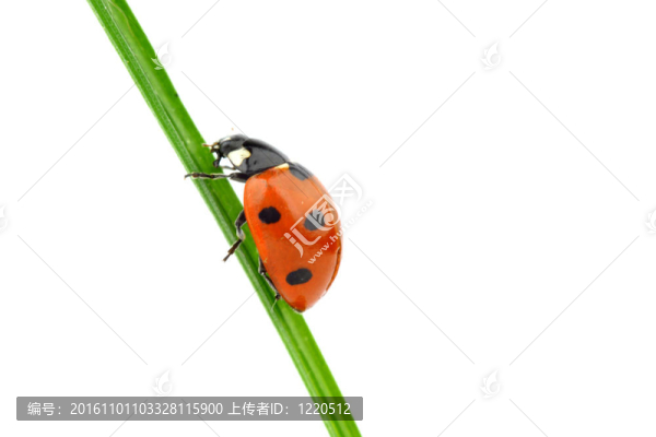 瓢蟲在草
