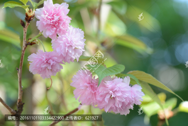 花團錦簇
