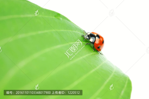 瓢蟲在葉