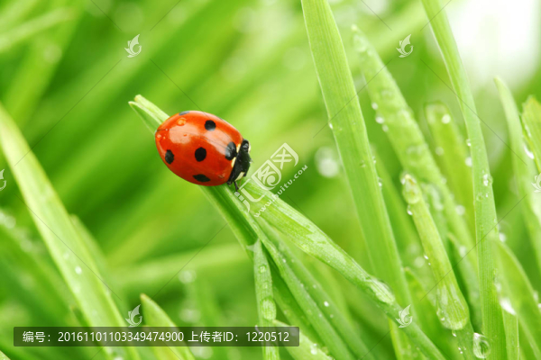 瓢蟲(chóng)在草-匯圖網(wǎng) www.fosd68.com 瓢蟲(chóng)在草