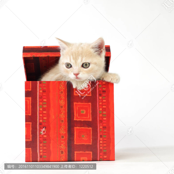 禮品盒中的貓