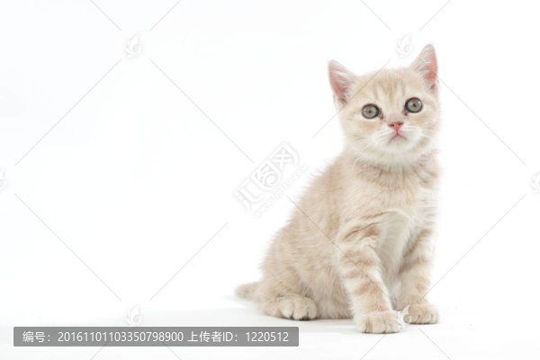 孤立的貓