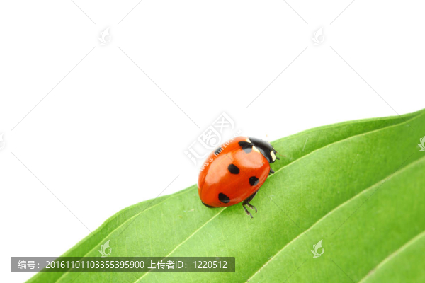 瓢蟲在葉
