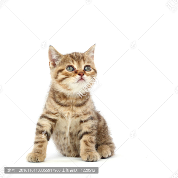 孤立的貓