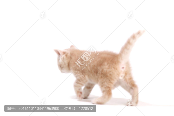 孤立的貓