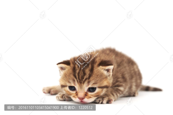 孤立的貓
