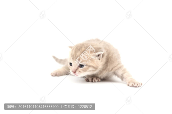孤立的貓