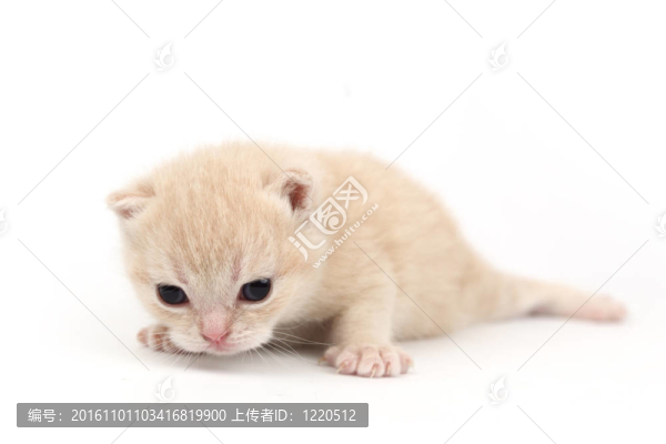 孤立的貓