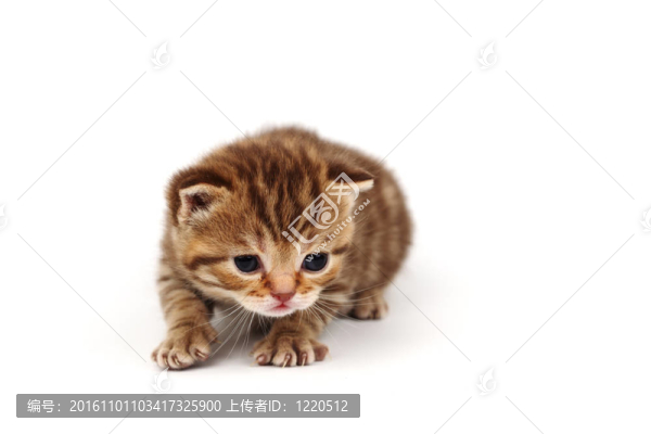 孤立的貓