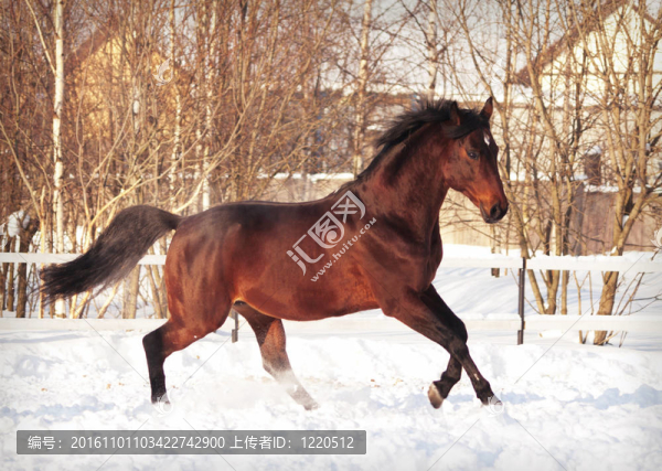 在雪地上奔跑的海灣馬