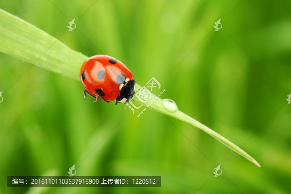 瓢蟲在草