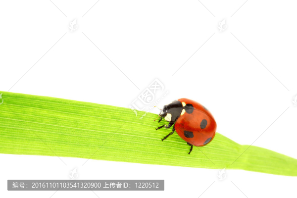瓢蟲(chóng)在草