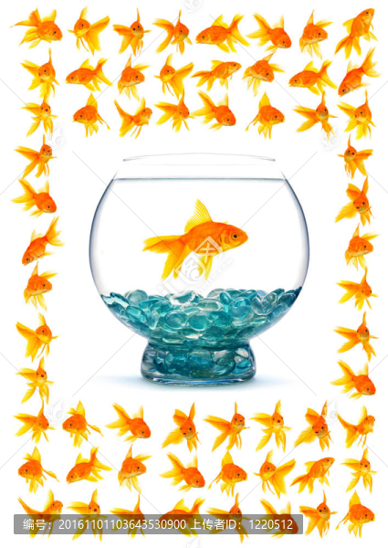 金魚