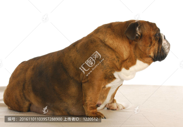 懷孕的狗