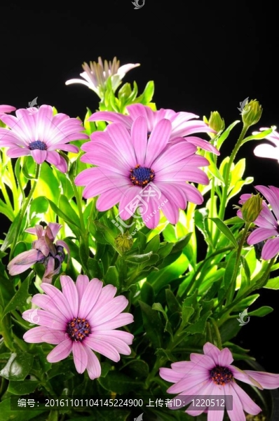 紫色的African,Daisy